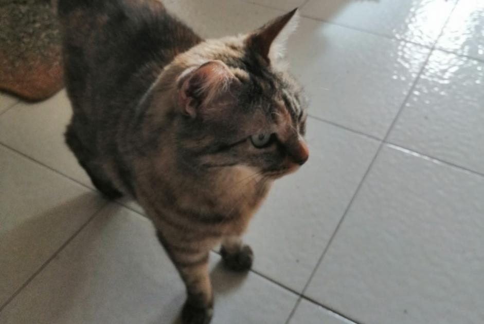 Disappearance alert Cat  Female , 9 years Grenoble France