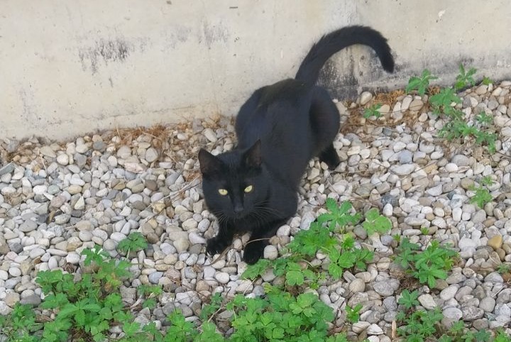 Disappearance alert Cat Male , 13 years Saint-Martin-d'Hères France