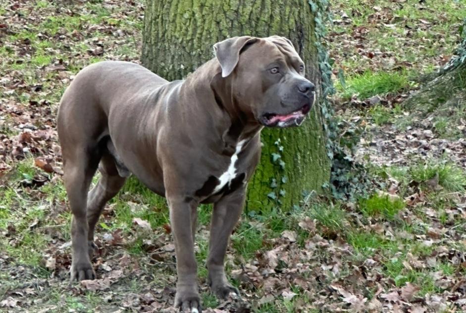 Disappearance alert Dog  Male , 2 years Ouzouer-sur-Trézée France