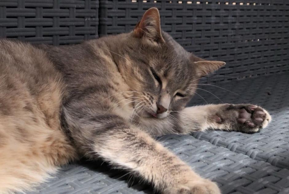 Alerta de Desaparición Gato  Hembra , 10 años Gensac-la-Pallue Francia