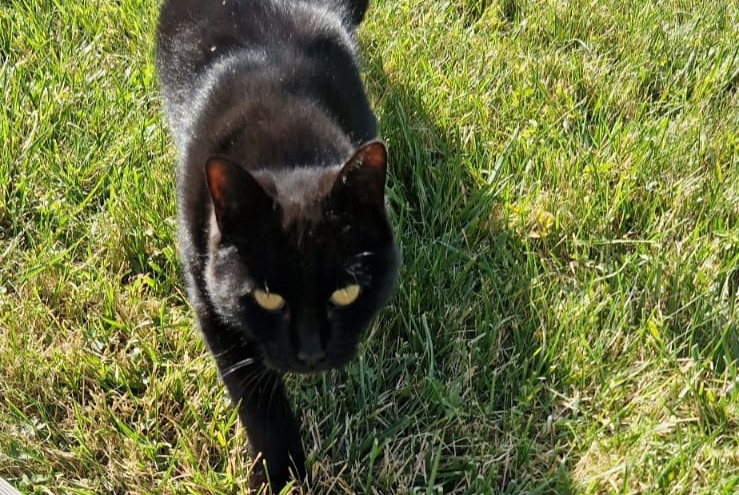 Alerta de Desaparición Gato Macho , 8 años Saint-Denis-en-Val Francia