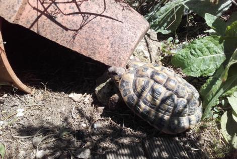 Alerta de Desaparición Tortuga Macho La Roche-sur-Yon Francia