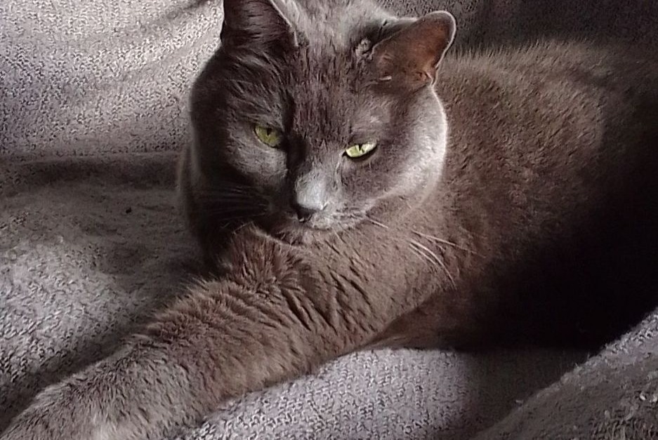 Alerte Disparition Chat  Mâle , 12 ans Sassenage France