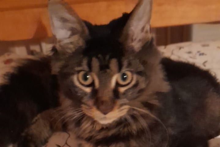 Alerte Disparition Chat  Femelle , 0 ans Pompey France