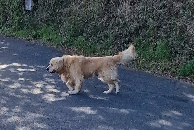 Ontdekkingsalarm Hond  Onbekend Pont-de-Salars Frankrijk