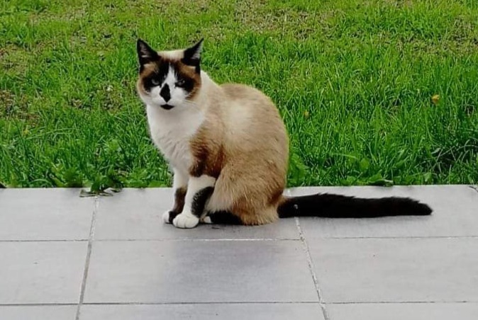 Alerta desaparecimento Gato cruzamento Fêmea , 7 anos Damgan France